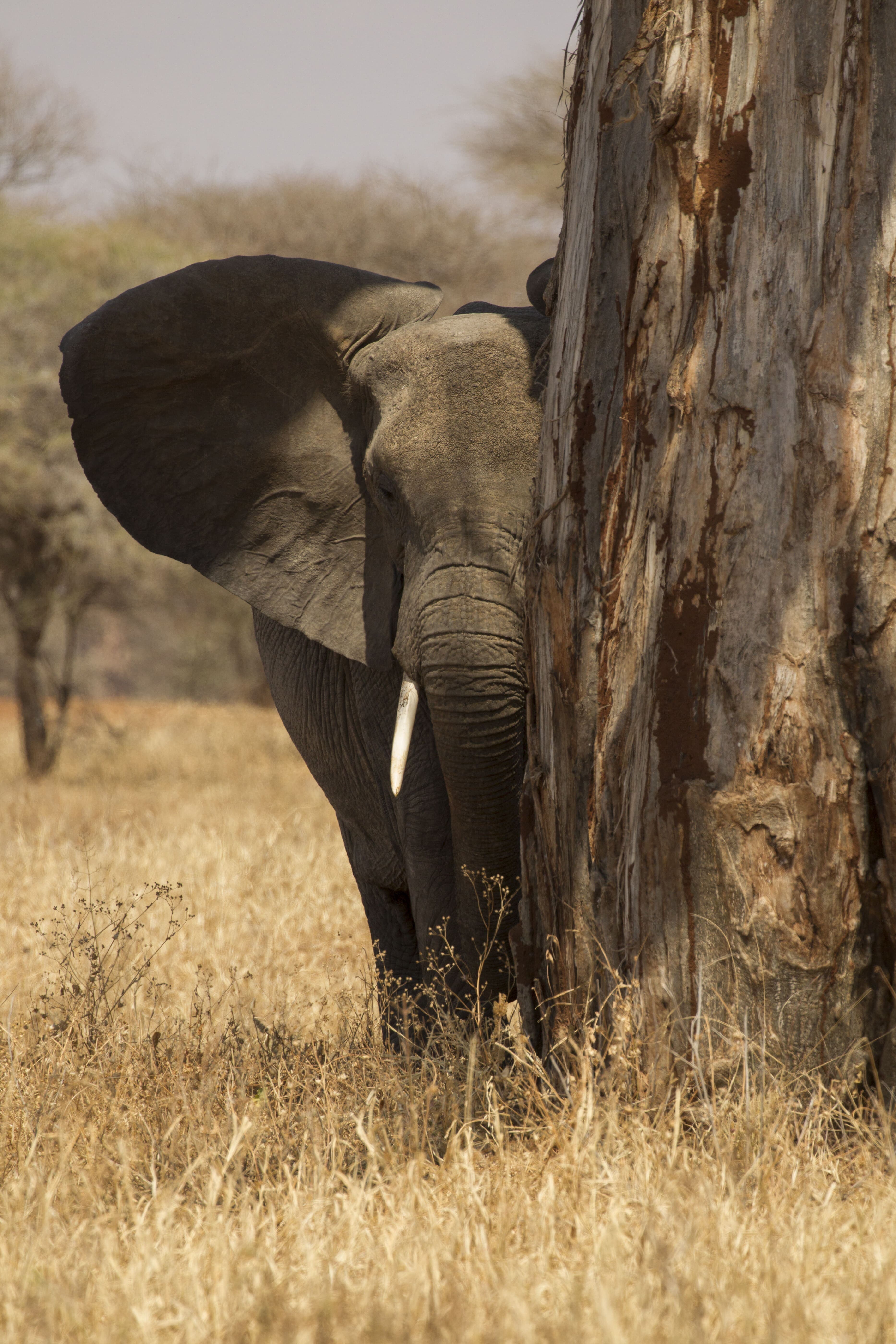 Elephant standing beside a tree in dry grassland