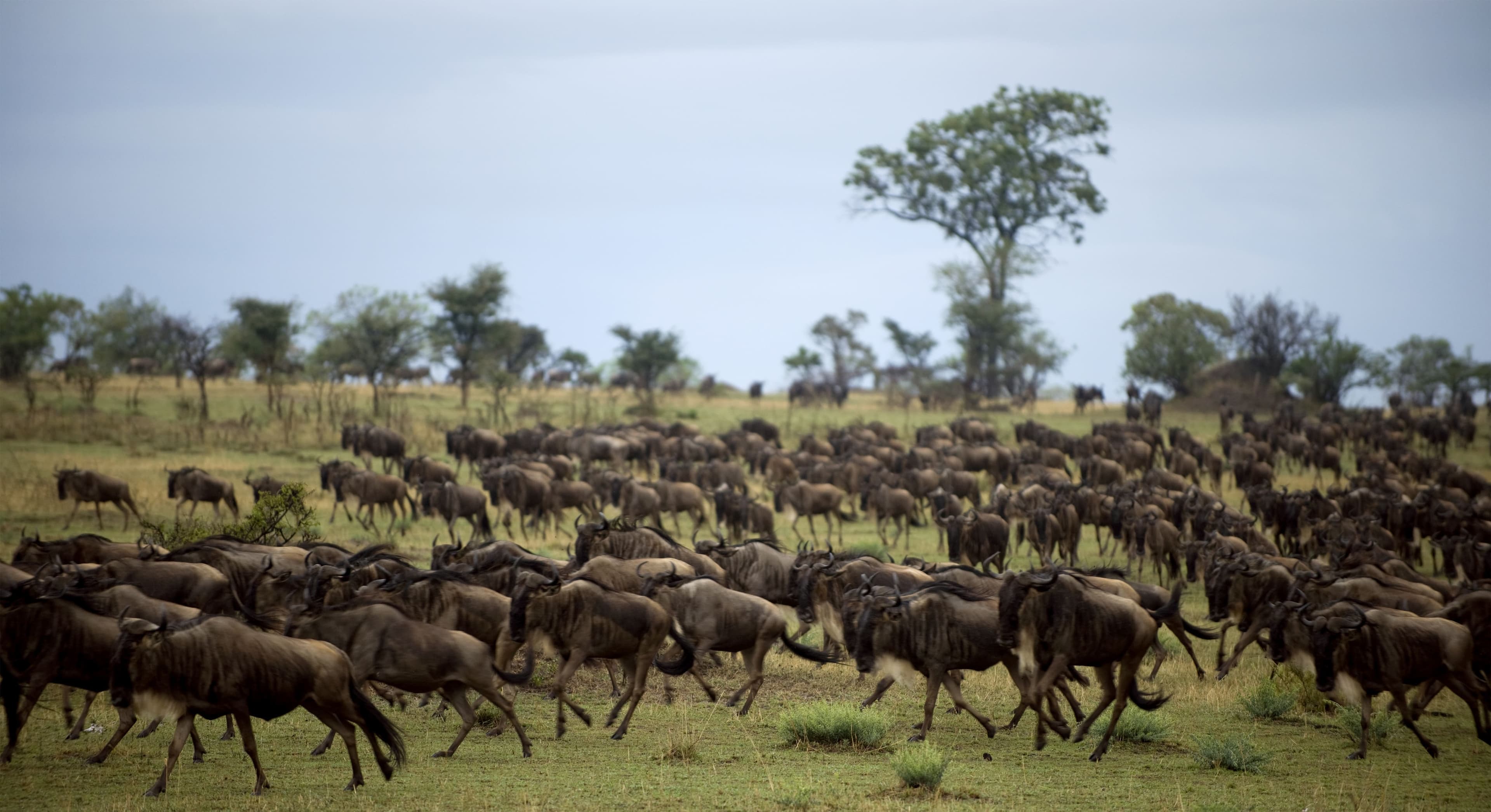 Fly-in Safari from Zanzibar to Serengeti & Ngorongoro